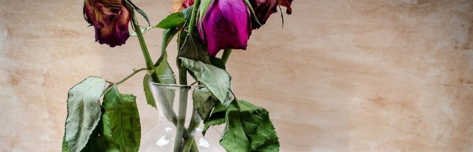 No winners in evisceration of star culture by court/judge