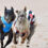 Independent Harriss conditional on greyhound racing ban support